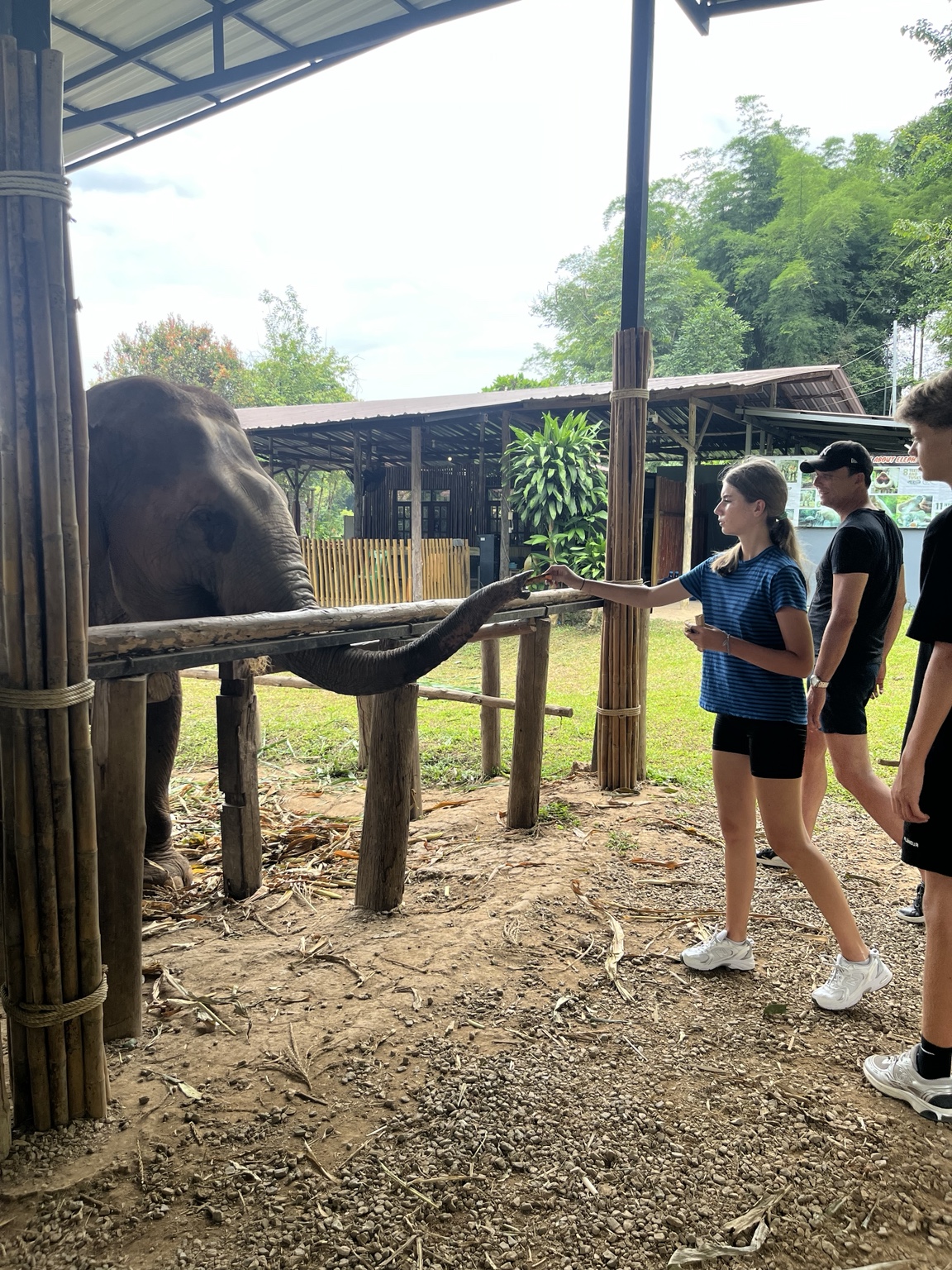 Visitor feeding an elephant