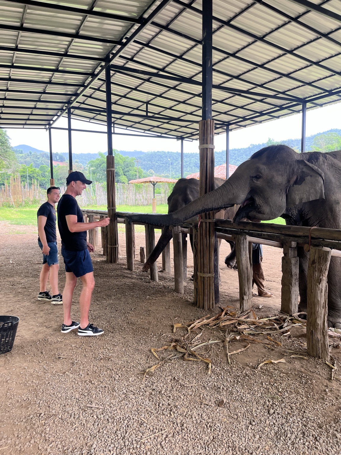 Guests meeting elephants in Chiang Mai